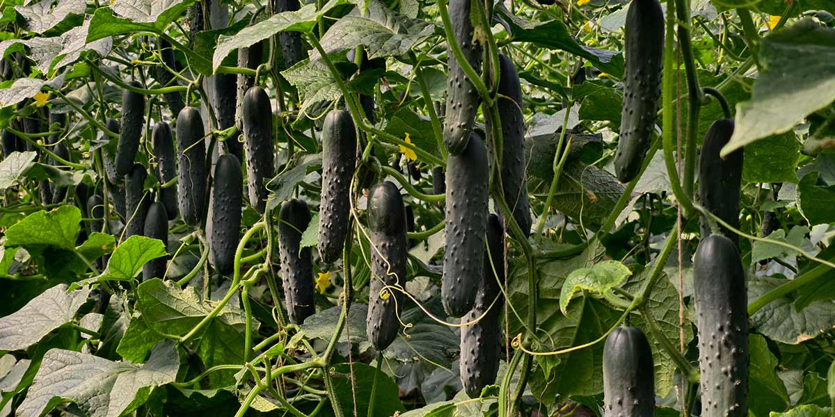 Cetriolo Priapo: la scelta sicura per i trapianti di fine estate in Sicilia